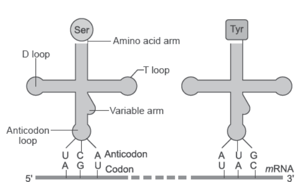 NCERT-Solutions-Class-12-Biology-Chapter-6-Molecular-Basis-of-Inheritance-32.png