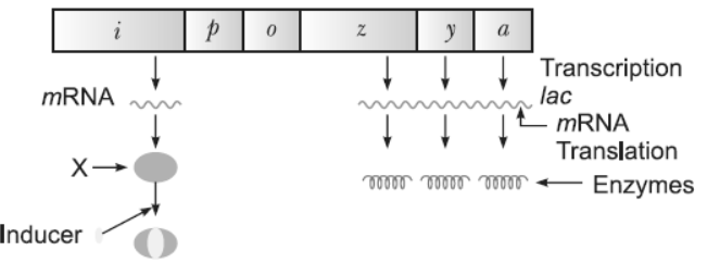 NCERT-Solutions-Class-12-Biology-Chapter-6-Molecular-Basis-of-Inheritance-34.png