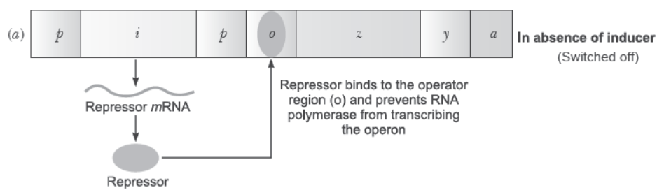 NCERT-Solutions-Class-12-Biology-Chapter-6-Molecular-Basis-of-Inheritance-35.png