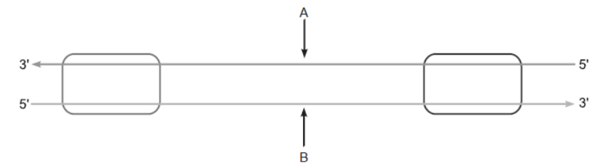 NCERT-Solutions-Class-12-Biology-Chapter-6-Molecular-Basis-of-Inheritance-36.png