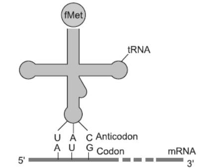 NCERT-Solutions-Class-12-Biology-Chapter-6-Molecular-Basis-of-Inheritance-4.png