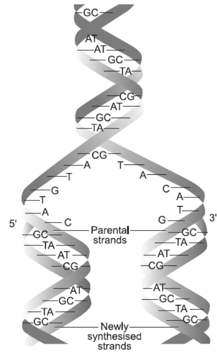 NCERT-Solutions-Class-12-Biology-Chapter-6-Molecular-Basis-of-Inheritance-5.png