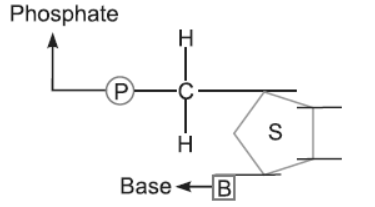 NCERT-Solutions-Class-12-Biology-Chapter-6-Molecular-Basis-of-Inheritance-6.png