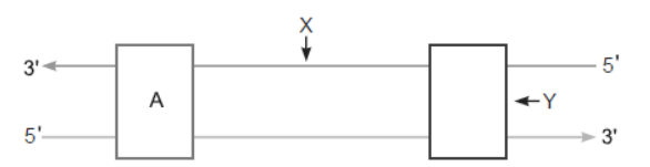 NCERT-Solutions-Class-12-Biology-Chapter-6-Molecular-Basis-of-Inheritance-8.png