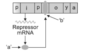 NCERT-Solutions-Class-12-Biology-Chapter-6-Molecular-Basis-of-Inheritance-9.png