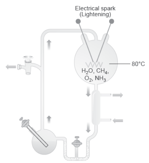 NCERT-Solutions-Class-12-Biology-Chapter-7-Evolution-1.png