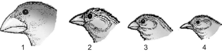 NCERT-Solutions-Class-12-Biology-Chapter-7-Evolution-2.png