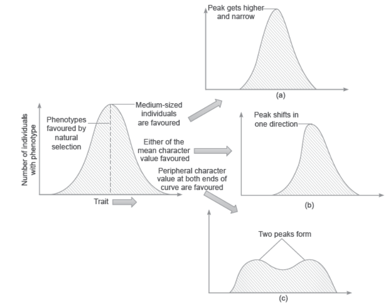 NCERT-Solutions-Class-12-Biology-Chapter-7-Evolution-5.png