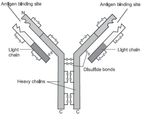 NCERT-Solutions-Class-12-Biology-Chapter-8-Human-Health-and-Disease-1.png