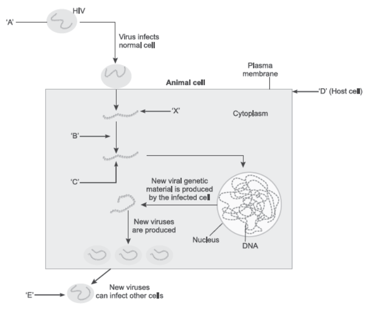 NCERT-Solutions-Class-12-Biology-Chapter-8-Human-Health-and-Disease-2.png