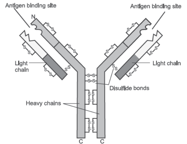 NCERT-Solutions-Class-12-Biology-Chapter-8-Human-Health-and-Disease-4.png