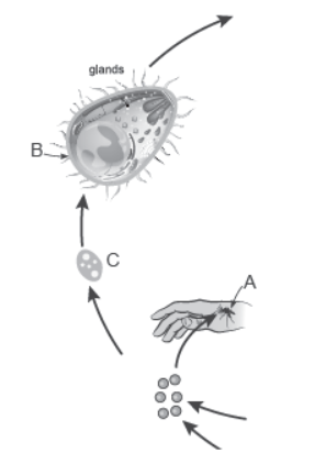 NCERT-Solutions-Class-12-Biology-Chapter-8-Human-Health-and-Disease-6.png