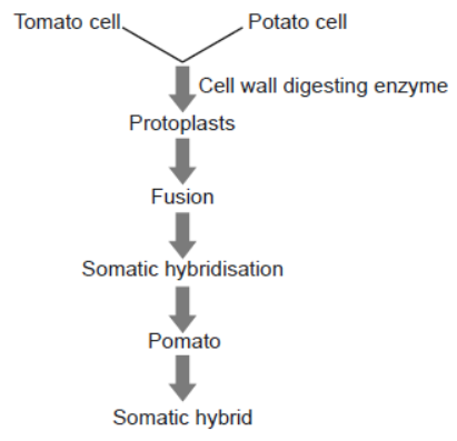 NCERT-Solutions-Class-12-Biology-Chapter-9-Strategies-for-Enhancement-in-Food-Production-1.png