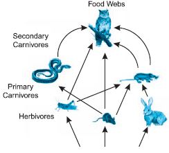 ""CBSE-Class-10-Biology-Our-Environment-Management-Of-Natural-Resources-Worksheet-Set-B