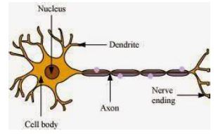 ""CBSE-Class-10-Science-Control-And-Coordination-Worksheet