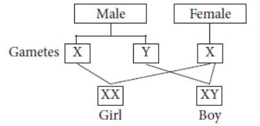 CBSE-Class-10-Science-Heredity-And-Evolution-1.png