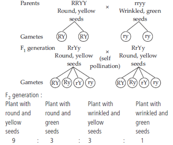 CBSE-Class-10-Science-Heredity-And-Evolution-2.png