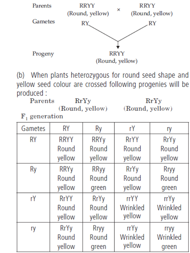 CBSE-Class-10-Science-Heredity-And-Evolution-3.png