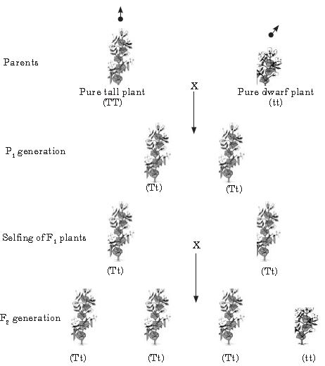 ""CBSE-Class-10-Science-Heredity-And-Evolution-Notes-Set-A-1