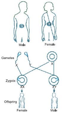 ""CBSE-Class-10-Science-Heredity-And-Evolution-Notes-Set-A