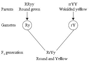 ""CBSE-Class-10-Science-Heredity-And-Evolution-Notes-Set-B