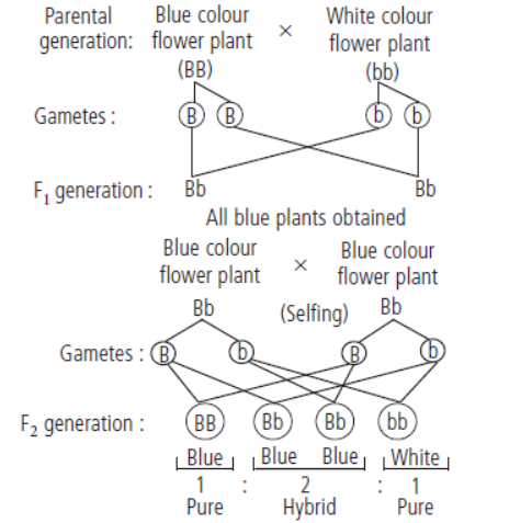 CBSE-Class-10-Science-Heredity-and-evolution-Sure-Shot-Questions-A-2.png