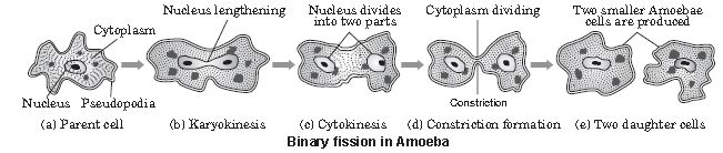 ""CBSE-Class-10-Science-How-Do-Organisms-Reproduce-Notes-Set-C-1