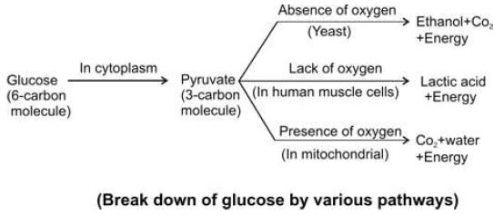 ""CBSE-Class-10-Science-Life-Processes-Worksheet-1