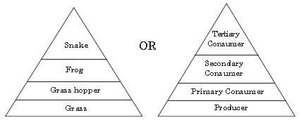 ""CBSE-Class-10-Science-Our-Environment-Notes