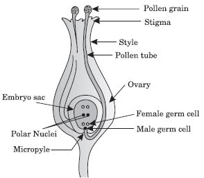 ""CBSE-Class-10-Science-Population-Notes-1