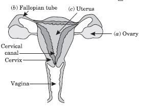 ""CBSE-Class-10-Science-Population-Notes-3