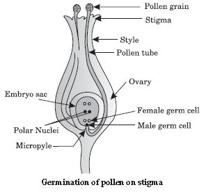 ""CBSE-Class-10-Science-Population-Notes-5