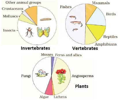 ""CBSE-Class-12-Biology-Biodiversity-and-Conservation-Flow-Chart