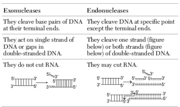 CBSE-Class-12-Biology-Biotechnology-Principles-And-Process-Worksheet-1.png