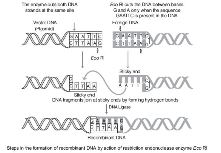 CBSE-Class-12-Biology-Biotechnology-Principles-And-Process-Worksheet-2.png