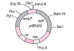 CBSE-Class-12-Biology-Biotechnology-Principles-And-Process-Worksheet-3.png