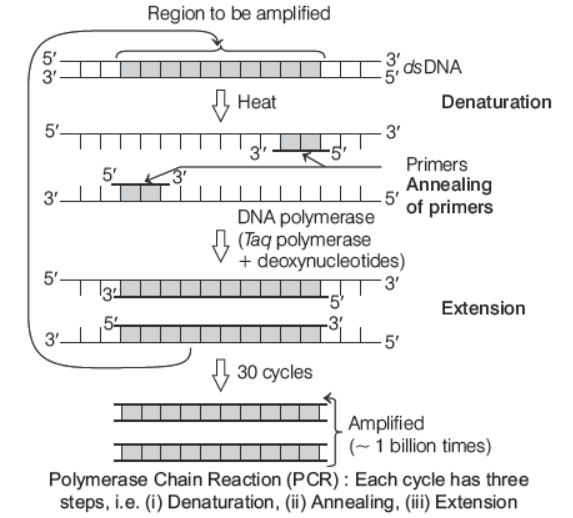 CBSE-Class-12-Biology-Biotechnology-Principles-And-Process-Worksheet-5.png