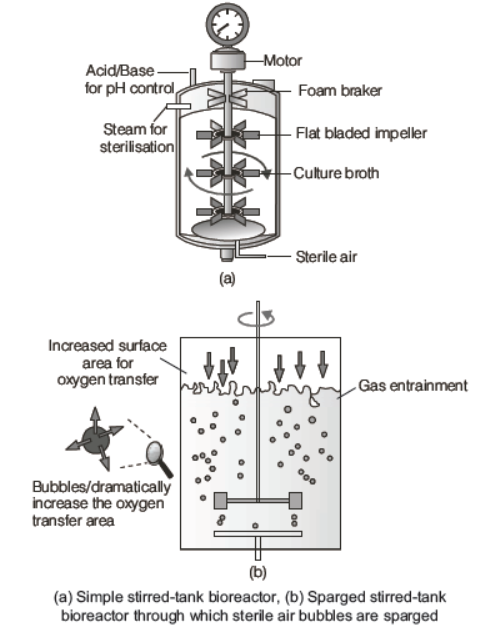 CBSE-Class-12-Biology-Biotechnology-Principles-And-Process-Worksheet-7.png