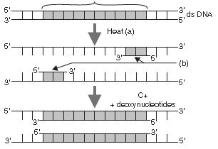 ""CBSE-Class-12-Biology-Biotechnology-Principles-and-Processes-Assignment-Set-B