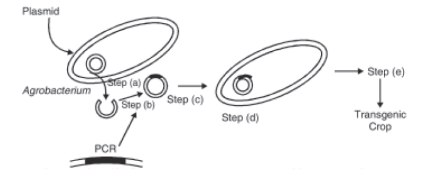 CBSE-Class-12-Biology-Biotechnology-and-its-Applications-Assignment-Set-A-2.png