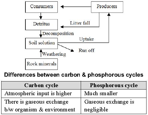 ""CBSE-Class-12-Biology-Ecosystem-Worksheet-Set-A-6