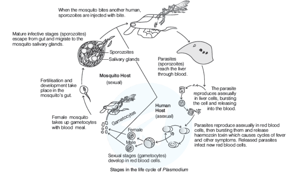 CBSE-Class-12-Biology-Human-Health-And-Disease-Worksheet-1.png