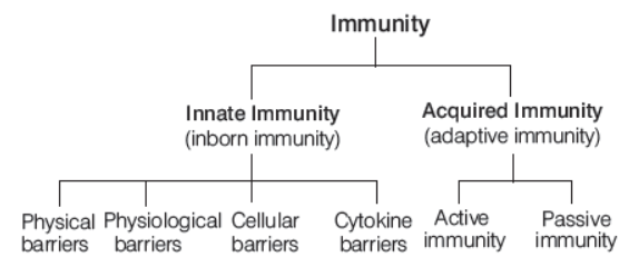 CBSE-Class-12-Biology-Human-Health-And-Disease-Worksheet-2.png