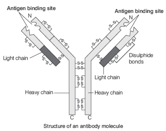 CBSE-Class-12-Biology-Human-Health-And-Disease-Worksheet-3.png