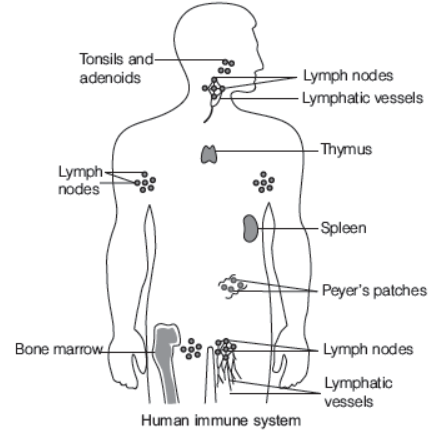 CBSE-Class-12-Biology-Human-Health-And-Disease-Worksheet-4.png