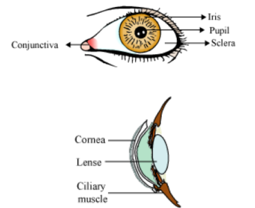 CBSE-Class-5-Science-Sense-Organs-Worksheet-2.png