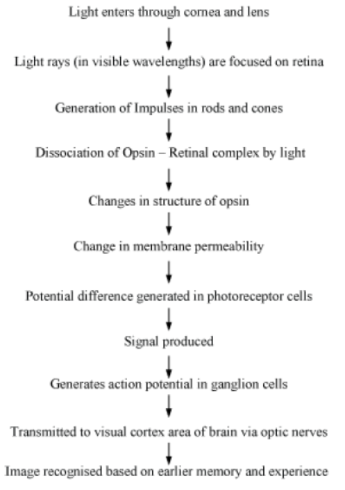 CBSE-Class-5-Science-Sense-Organs-Worksheet-3.png