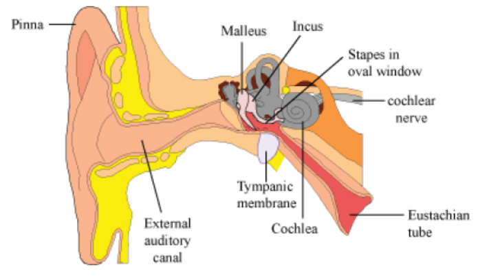 CBSE-Class-5-Science-Sense-Organs-Worksheet-4.png