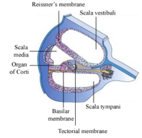 CBSE-Class-5-Science-Sense-Organs-Worksheet-5.png