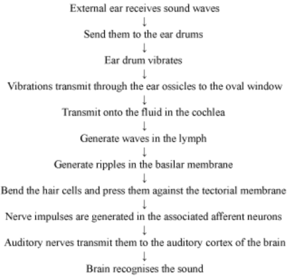 CBSE-Class-5-Science-Sense-Organs-Worksheet-6.png